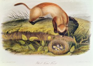 Sortfodet ilder fra Quadrupeds of North America (1842-5) af John James Audubon