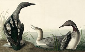 Black-throated Diver, Colymbus Arcticus, fra "The Birds of America" af John J. Audubon, pub. 1827-38 af John James Audubon