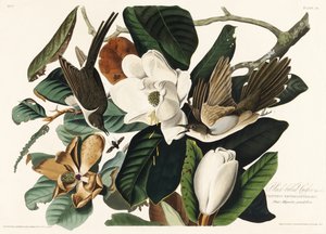 Sortnæbbet gøg fra *Birds of America* (1827) af John James Audubon