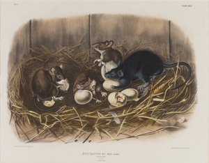 Black Rat, c.1845dani af John James Audubon