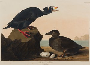 Black eller Surf Duck, 1836 (wc på papir) af John James Audubon