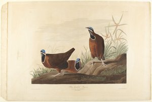 Blåhovedet due af John James Audubon