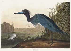 Blå trane eller hejre fra *Birds of America* (1827) af John James Audubon