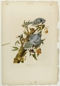Blue Jay, trykt af Julien Bien og udgivet af Roe Lockwood & Son, 1861 (kromolitografi) af John James Audubon