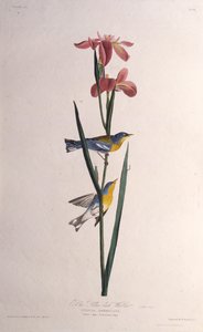 Blå Gulrygget Sanger. Fra The Birds of America, 1827-1838. af John James Audubon
