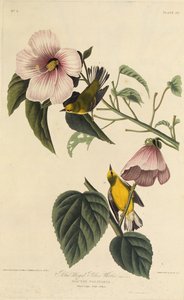 Blåvinget gulsanger. Fra The Birds of America, 1827-1838. af John James Audubon