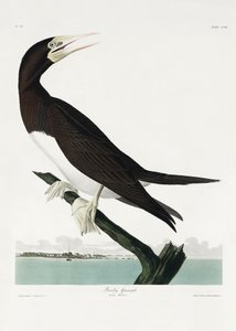Sule fra *Birds of America* (1827) af John James Audubon