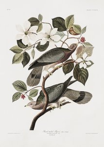 Mærket »Tailed Pigeon« fra *Birds of America* (1827) af John James Audubon