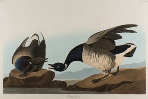 Brant Goose, 1837 (wc på papir) af John James Audubon