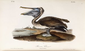 Brun pelikan af John James Audubon