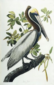 Brun pelikan, 1835 af John James Audubon