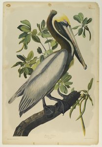 Brown Pelican, trykt af Julien Bien og udgivet af Roe Lockwood & Son, 1861 (kromolitografi) af John James Audubon