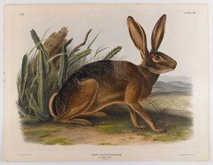 Californien hare, 1847 af John James Audubon