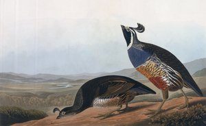 Californian Partridge, fra "Birds of America", graveret af Robert Havell (1793-1878) 1838