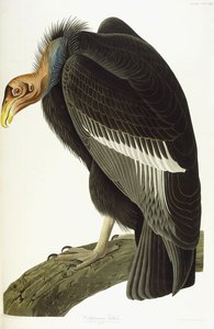 Californisk grib, gammel han, 1838