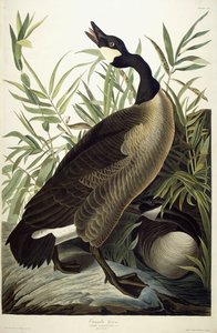 Canada Goose, ca. 1827-1838 af John James Audubon