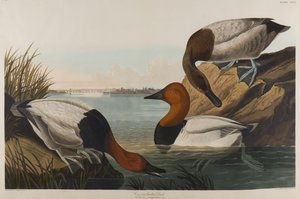 Canvas Backed Duck, 1836 (wc på papir)