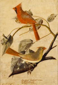 Kardinalsnæb af John James Audubon