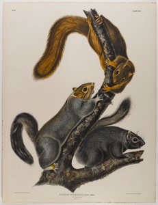 Katte egern af John James Audubon