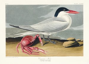 Cayenne-terne fra *Birds of America* (1827) af John James Audubon