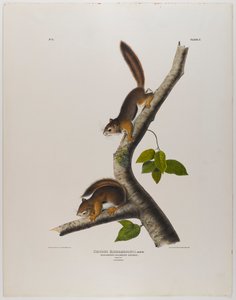 colombiansk egern af John James Audubon