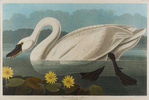 Almindelig amerikansk svane, 1838 (wc på papir) af John James Audubon