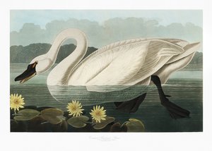 Almindelig amerikansk svane fra *Birds of America* (1827) af John James Audubon