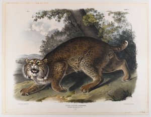 Almindelig amerikansk vildkat af John James Audubon