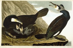 Almindelig skarv, 1835 af John James Audubon