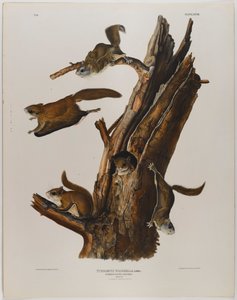 Almindelig flyvende egern af John James Audubon