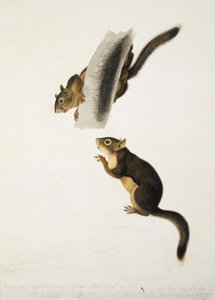 Douglas-egern af John James Audubon
