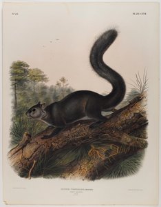 Dunkelt egern af John James Audubon