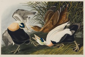 Edderfugl, 1835 (wc på papir) af John James Audubon