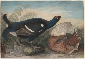 Engelske sorte haner af John James Audubon