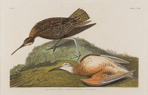 Esquimax Curlew, 1834 (wc på papir) af John James Audubon