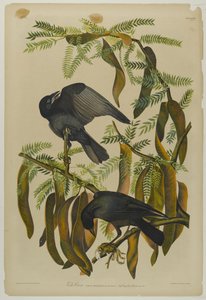 Fish Crow, trykt af Julien Bien og udgivet af Roe Lockwood & Son, 1861 (kromolitografi) af John James Audubon