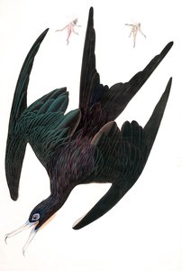 Fregat Pelican, Tachypetes Aquilis, fra "The Birds of America" af John J. Audubon, pub. 1827-38 (håndfarvet gravering) af John James Audubon