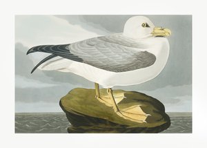 Fulmar-stormfugl fra *Birds of America* (1827) af John James Audubon