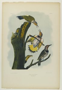 Guldvinget spætte, trykt af Julien Bien og udgivet af Roe Lockwood & Son, 1861 (kromolitografi) af John James Audubon