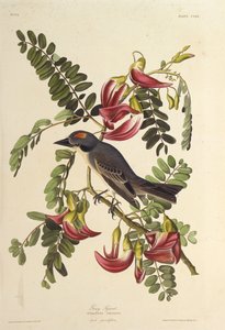Grå Tyran. Fra The Birds of America, 1827-1838. af John James Audubon