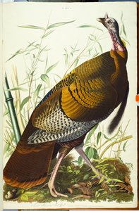 Stor amerikansk Beck-han. Vilde Tyrkiet af John James Audubon