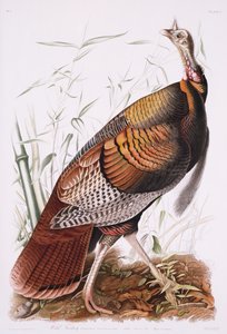 Great American Cock, eller Wild Turkey af John James Audubon