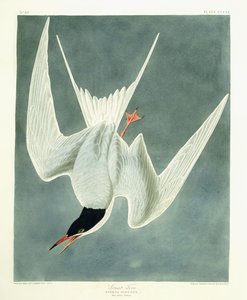 Great Turn, Mand, Forårsfjerdragt, 1836 af John James Audubon