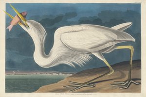 Store hvide hejre, 1835 af John James Audubon