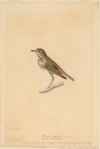 Eremit-drossel af John James Audubon