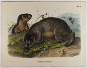 Grå murmeldyr af John James Audubon