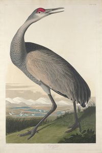 Hooping Crane, 1835 af John James Audubon
