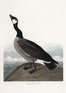 Hutchins’ hvidnæbbet gås fra *Birds of America* (1827) af John James Audubon