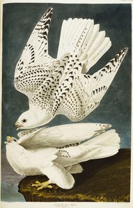 Island eller Jer Falcon. Gyrfalcon af John James Audubon
