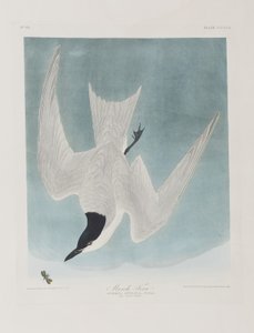 Illustration fra 